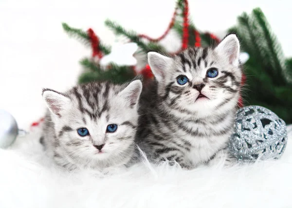 Dois gatinhos ano novo natal — Fotografia de Stock