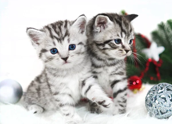 Dois gatinho puro-sangue no Natal . — Fotografia de Stock