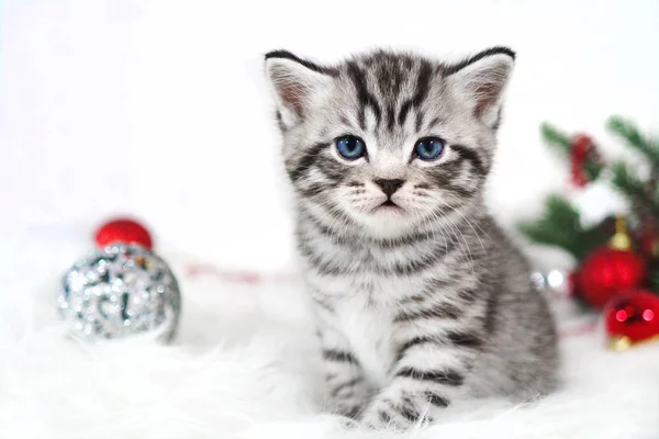 Gatito rayas lindo sentado bajo árbol de Navidad —  Fotos de Stock