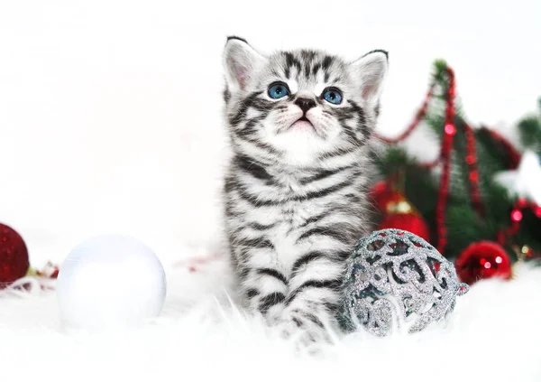 Gatinho listrado bonito sentado sob árvore de Natal — Fotografia de Stock