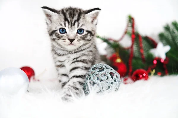 Un gatito hermoso. Cartel de Navidad con un gatito y decoración festiva . —  Fotos de Stock