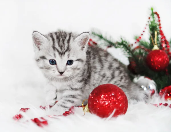 Gatinho bonito tabby com uma bola vermelha. Gatinho de Natal — Fotografia de Stock