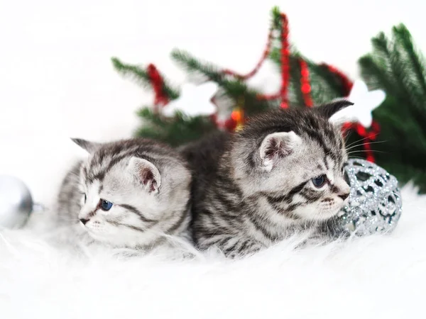 Dois gatinhos jazem debaixo da árvore de Natal — Fotografia de Stock