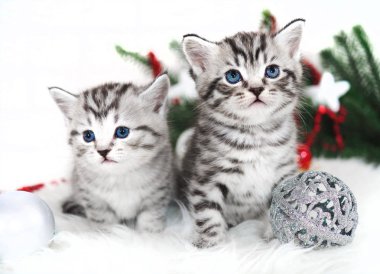İki yavru kedi yeni yıl Noel. 
