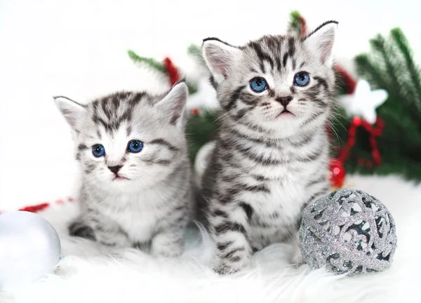 Dois gatinhos ano novo natal . — Fotografia de Stock