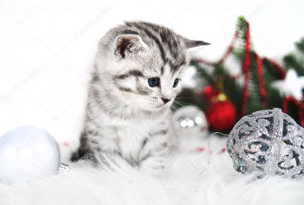 Lovely kitten with Christmas balls and a Christmas tree. 