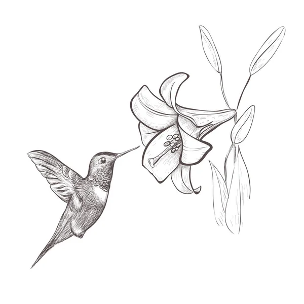 Flor de néctar de colibrí. Colibrí y lirio — Vector de stock