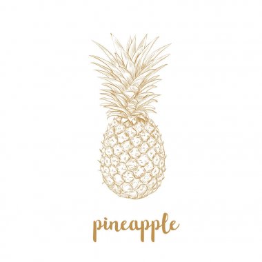 Ananas sketch vektör çizim. 