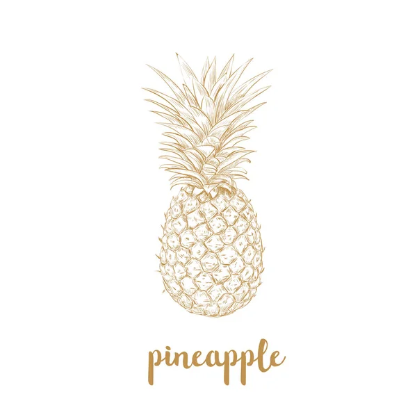 Ananas sketch vektör çizim. 