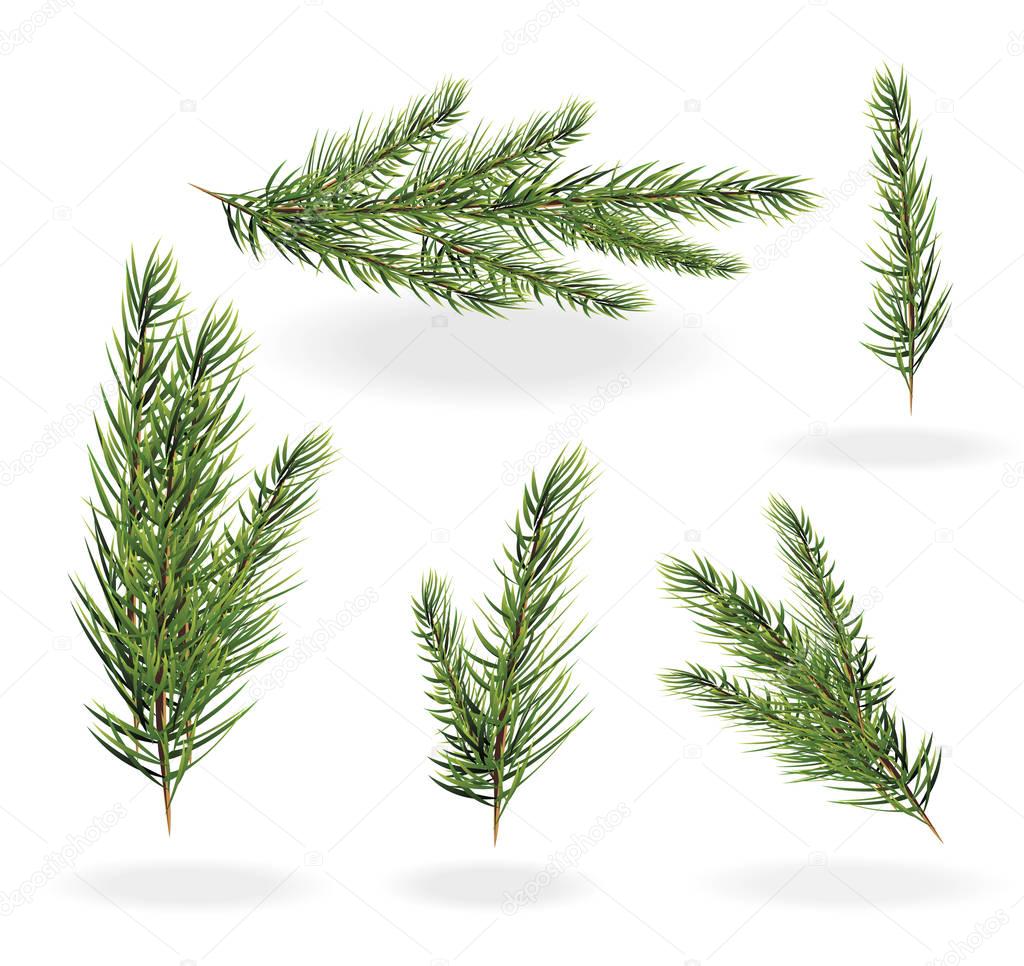 Christmas tree branches set. spruce fir-tree. Branches of a fir tree isolated vector illustration on a white background