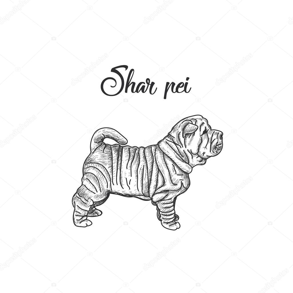 Sharpei breed of dogs vector illustration. 
