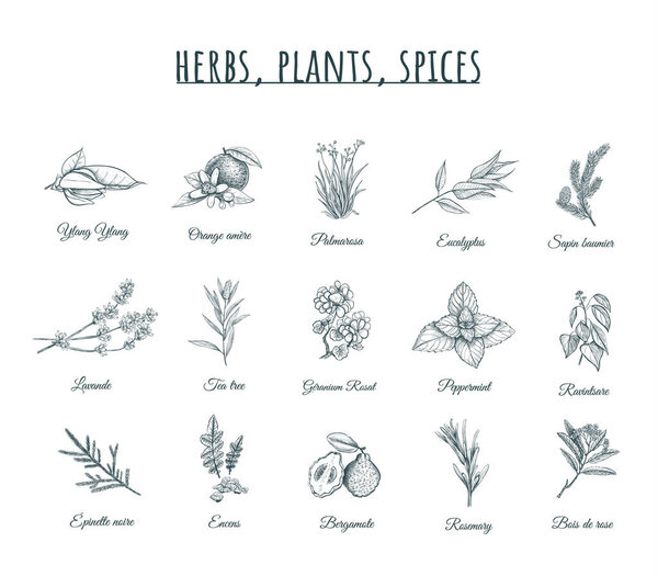 Herbs, plants and spices vector illustration. 