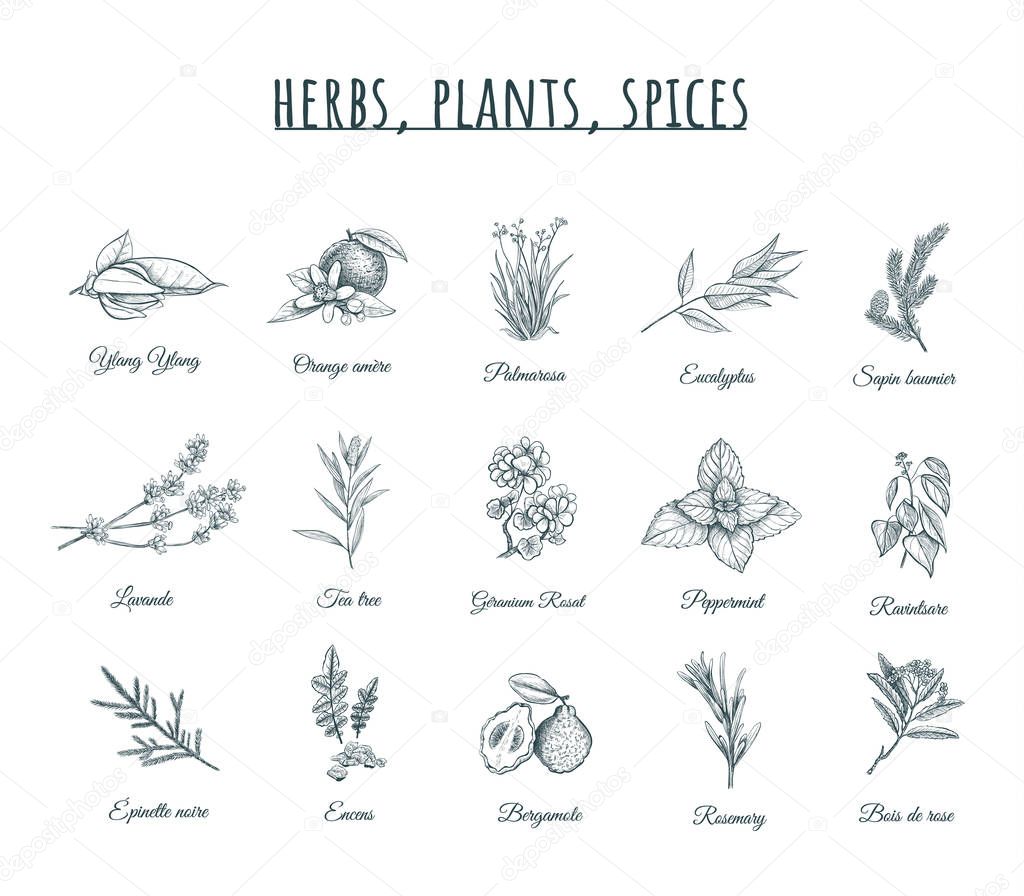 Herbs, plants and spices vector illustration. 