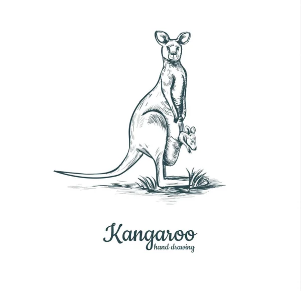 Kangoeroe met baby. Kangoeroe baby. — Stockvector