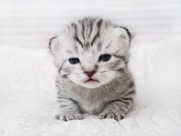 Portrét krásné kotě. Roztomilé koťátko — Stock fotografie