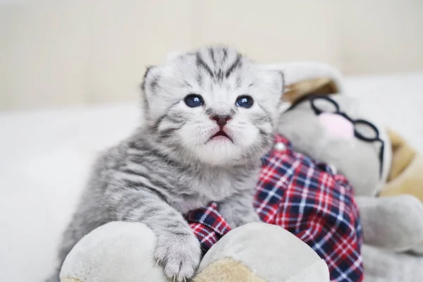 Şirin yavru kedi ile a oyuncak. Peluş tabby yavru kedi. Yavru kedi oyunları — Stok fotoğraf