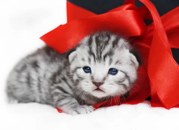 Gatinho triste Gatinho bonito com um arco vermelho. Um gatinho com uma fita vermelha. Gatinho como um presente — Fotografia de Stock