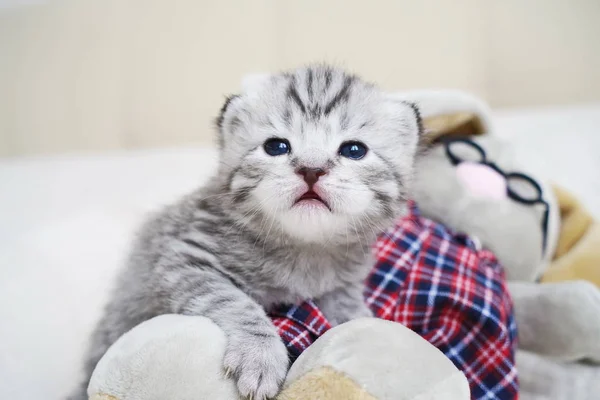 Leuk katje met een stuk speelgoed. Pluche tabby kitten. Het kitten speelt — Stockfoto