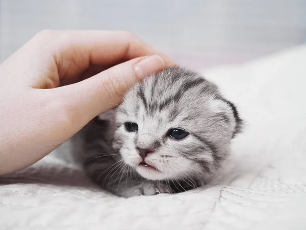Schattige baby tabby kitten. Vriendschap met man. Hand van een man aaien van een kitten — Stockfoto