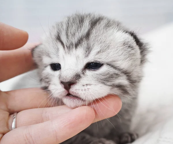 Niedliches Baby Tabby Kätzchen. Freundschaft mit dem Menschen. Hand eines Mannes, der ein Kätzchen streichelt — Stockfoto