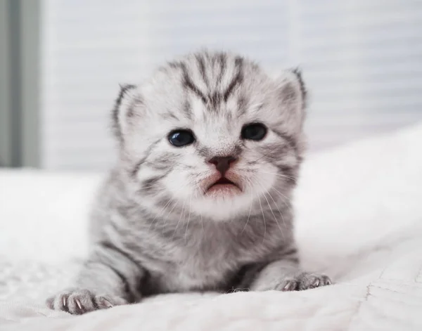 Sevimli yavru kedi portre. Sevimli kedicik. Bebek çizgili kedicik. Yeni doğmuş yavru — Stok fotoğraf