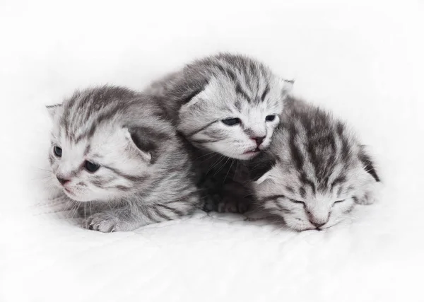 Lindos gatitos sobre un fondo blanco. Hermosos gatitos de felpa bebés — Foto de Stock