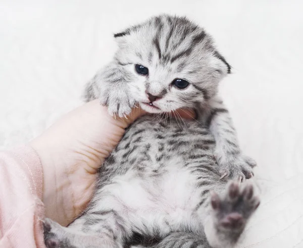 Schattige baby tabby kitten. Vriendschap met man. — Stockfoto