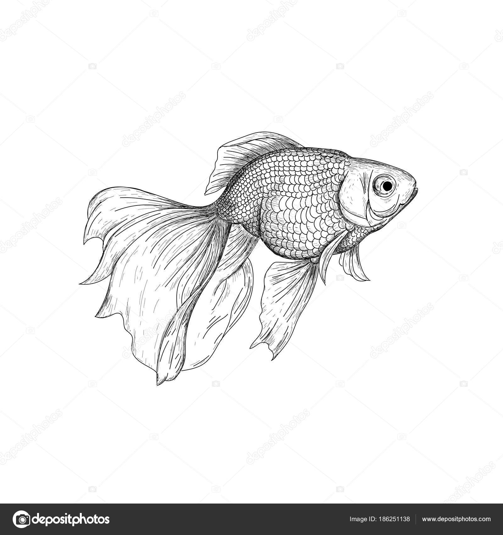 Original Pen & Ink fish drawing sketch of a goldfish on ivory