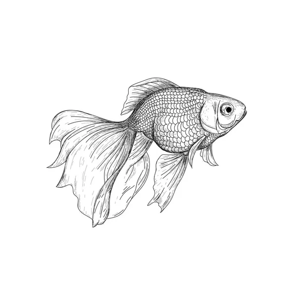 Goldfisch Illustration, Zeichnung, Gravur — Stockvektor