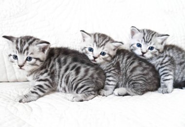 Üç yavru kedi korkmuş. 