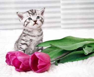 Şirin kedi ve çiçekler..