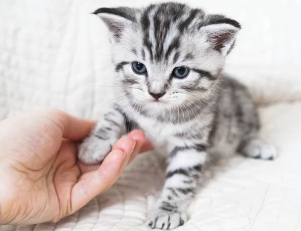 Katze und menschliche Hand — Stockfoto