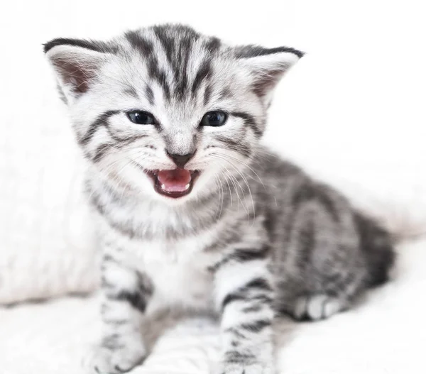 The kitten meows shouts purebred kitten. — Stock Photo, Image