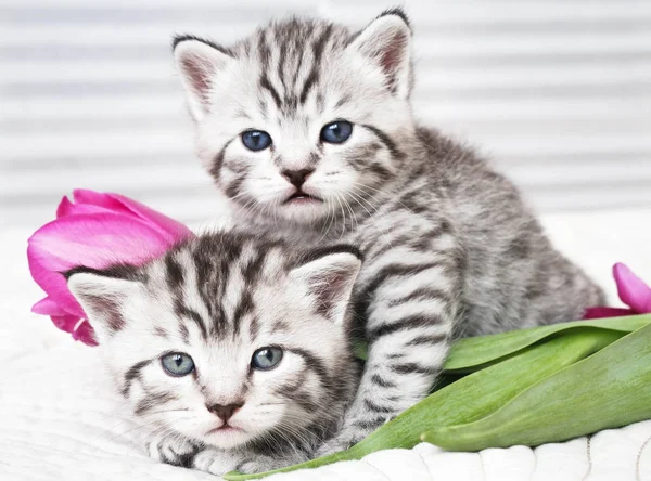 Gatitos encantadores con flores — Foto de Stock