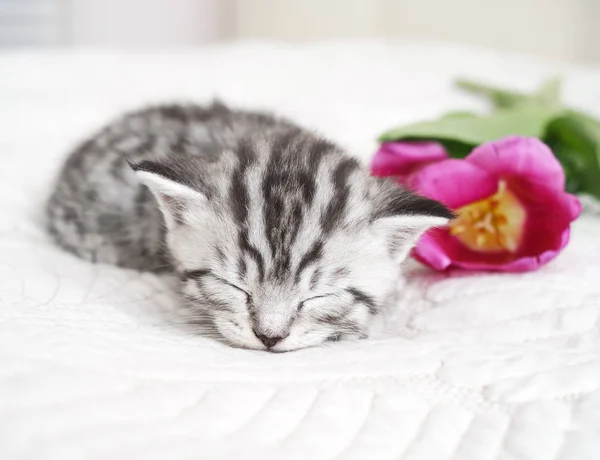 Şirin kedi yavrusu çiçeklenir uyur. — Stok fotoğraf