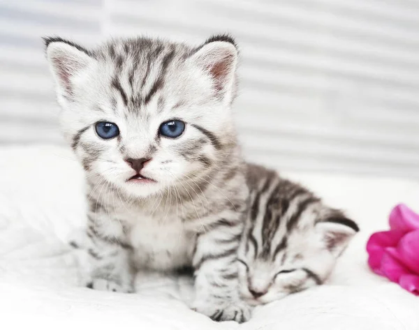 Portrét roztomilého koťátka. — Stock fotografie