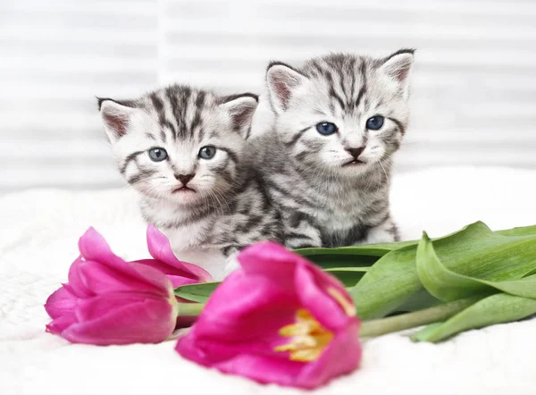 Gatinhos encantadores com flores — Fotografia de Stock