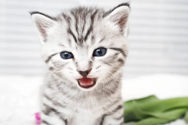 The kitten meows — Stock Photo, Image