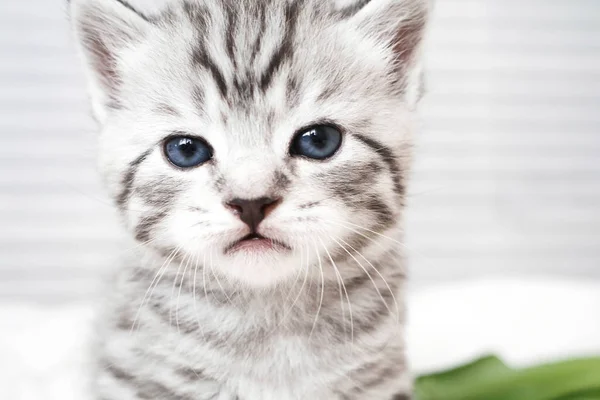 Portret van een schattig katje. — Stockfoto