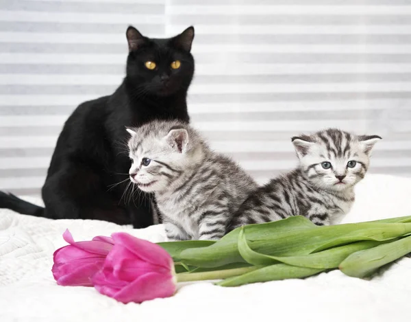 Güzel siyah kedi yavru kedi ile — Stok fotoğraf