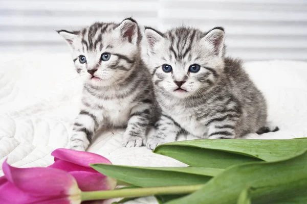 Gatinhos encantadores com flores — Fotografia de Stock