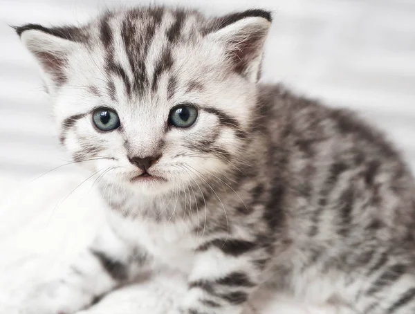 Retrato de un lindo gatito. — Foto de Stock