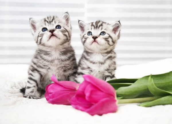 Gatitos encantadores con flores — Foto de Stock