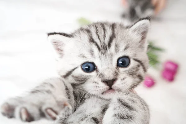 Surprised kitten. Frightened — Stock Photo, Image