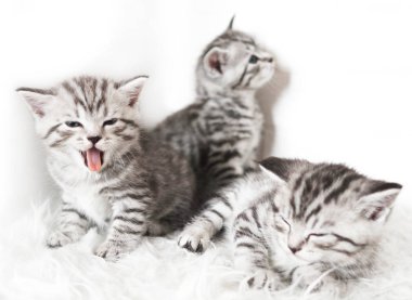 Komik şirin yavru kedi.