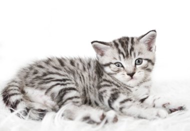 İskoç kedi yavrusu yalan.