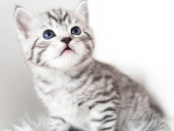 Gatinho bonito está sentado . — Fotografia de Stock