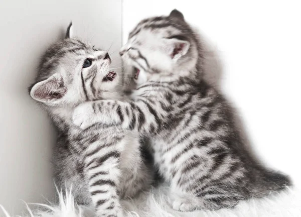 Lovely kittens are playing. — Stock Photo, Image