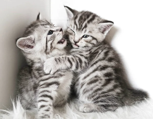Lovely kittens are playing. — Stock Photo, Image