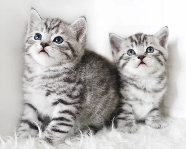 两个可爱的小猫咪. — 图库照片
